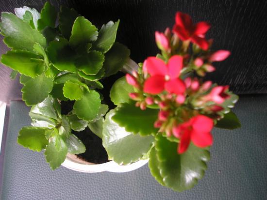 Kalanchoe Calandiva: Pflegetipps für die Pflanze