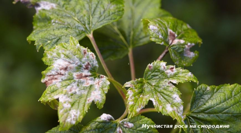 Kalender der Gartenbehandlung: von März bis Oktober