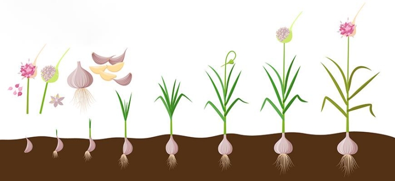 Wann und wie pflanzt man Sommerknoblauch im Frühling?