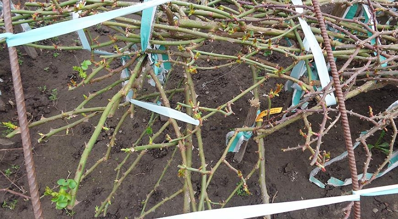 Wann und wie Sie den Winterschutz von Rosen im Frühling entfernen