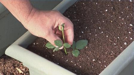Die Königin der Blumen aus Samen, oder wie man Rosensamen pflanzt