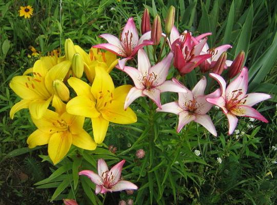 Zwiebelpflanzen im Garten: Lilien, Pflanzung und Pflege