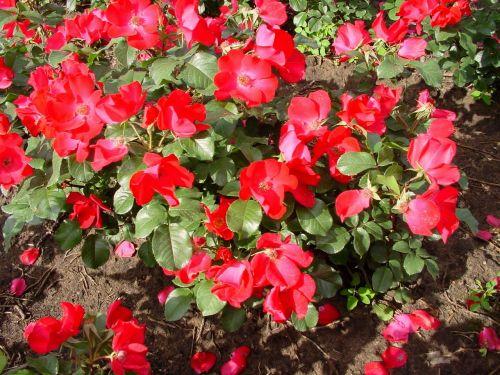 Anspruchslose Rose Robusta