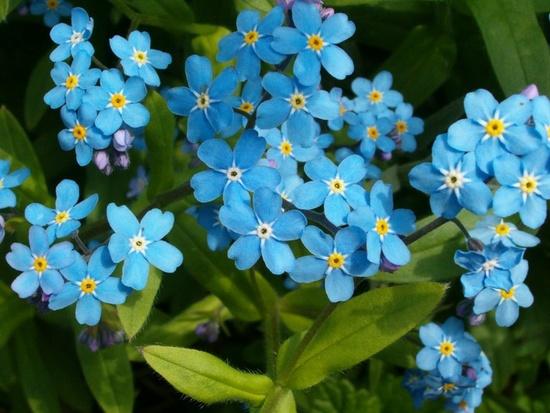 Garten-Vergissmeinnicht: bescheidene Schönheit