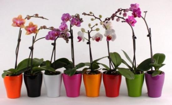 Orchidee: richtiges Umpflanzen und Vermehrung der Pflanze