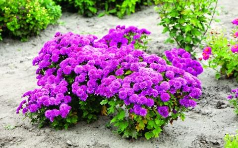 Herbstball der blühenden Chrysanthemen: Sorte kleinblütig