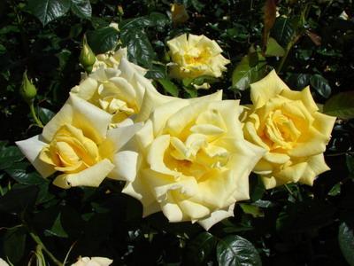 Besonderheiten der Rose Berolina: Wie wurde die Sorte gezüchtet?