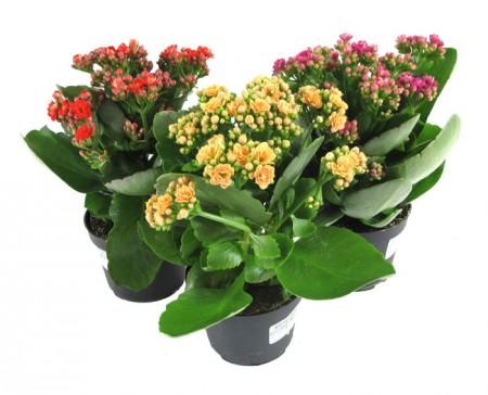 Die richtige Pflege für die blühende Kalanchoe