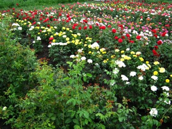 Die richtige Pflege der Rose: Wie zieht man die Königin des Gartens?