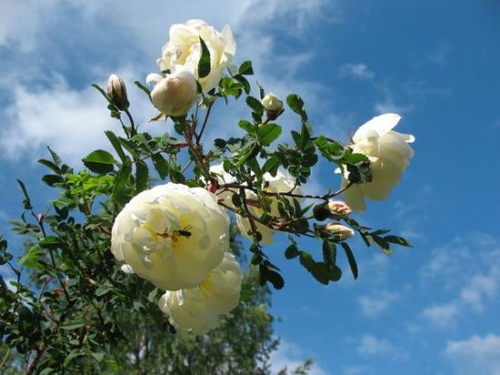 Die richtige Pflege der Rose: Wie zieht man die Königin des Gartens?