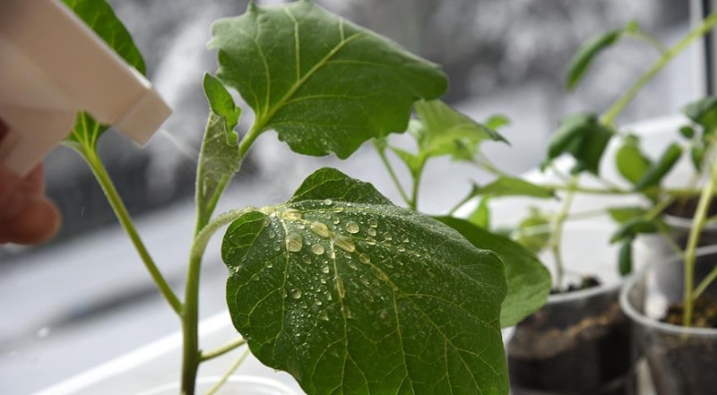 Gartenapotheke: wichtige Präparate für April