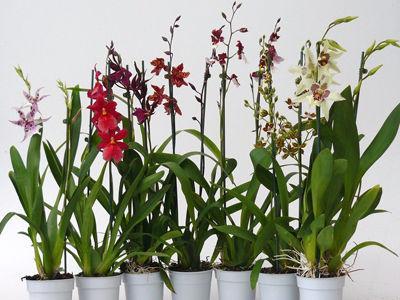 Lernen Sie, wie Sie die Orchidee Cambria zu Hause richtig pflegen