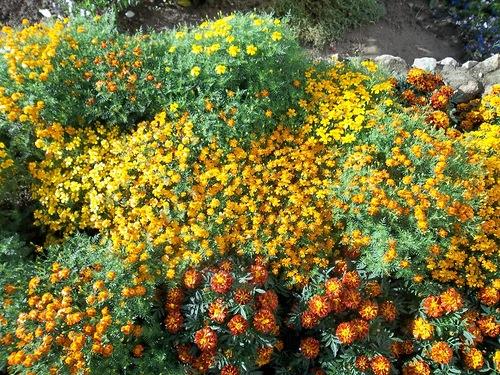 Schmalblättrige Tagetes: Pflege und Vermehrung