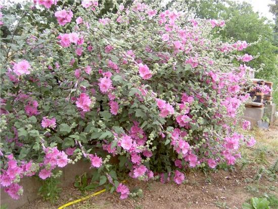 Lavatera-Blüten - ein Beet ohne Mühe