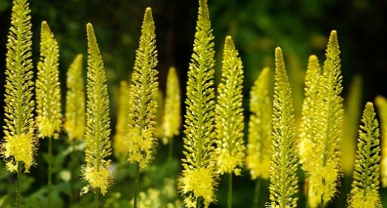 Kleopatras Nadel - Eremurus-Blume