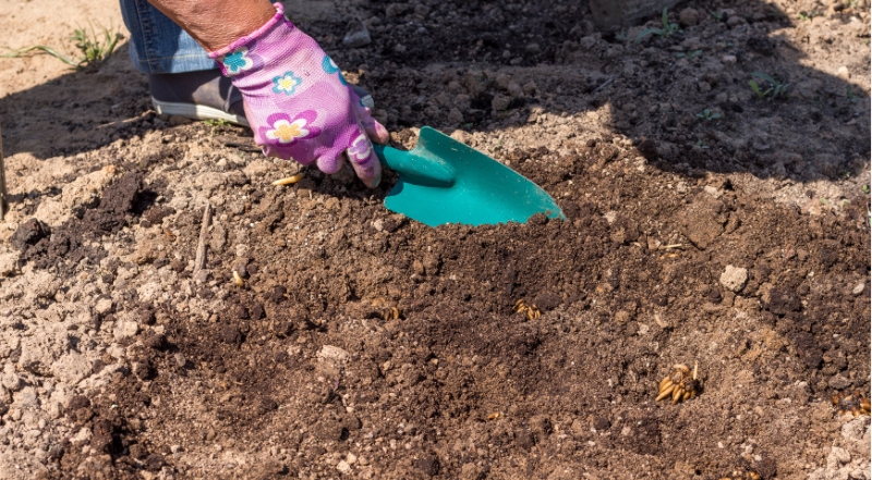 Ranunkelknollen kaufen, lagern und pflanzen