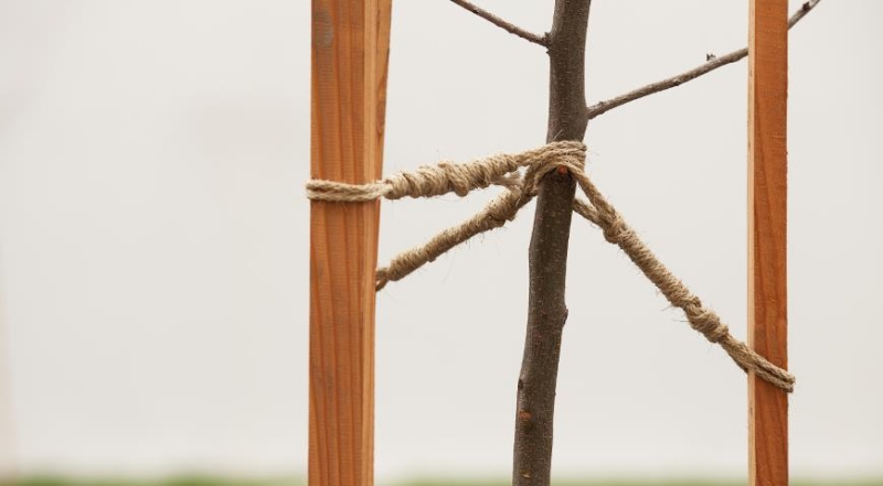 Wie pflanzen Sie einen Apfelbaum richtig?