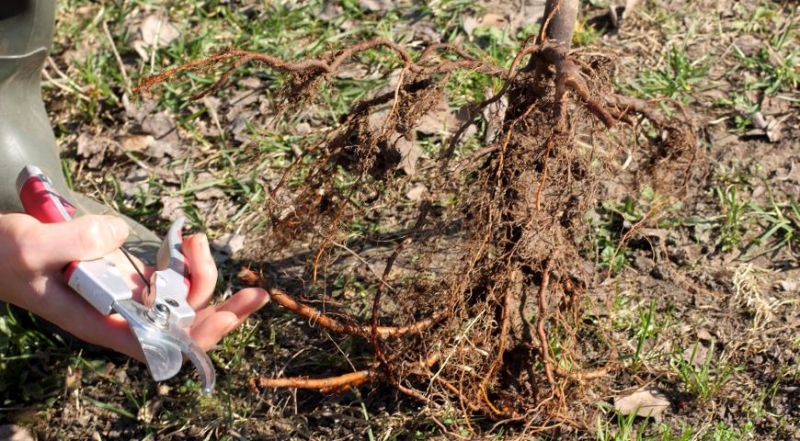 Wie pflanzen Sie einen Apfelbaum richtig?