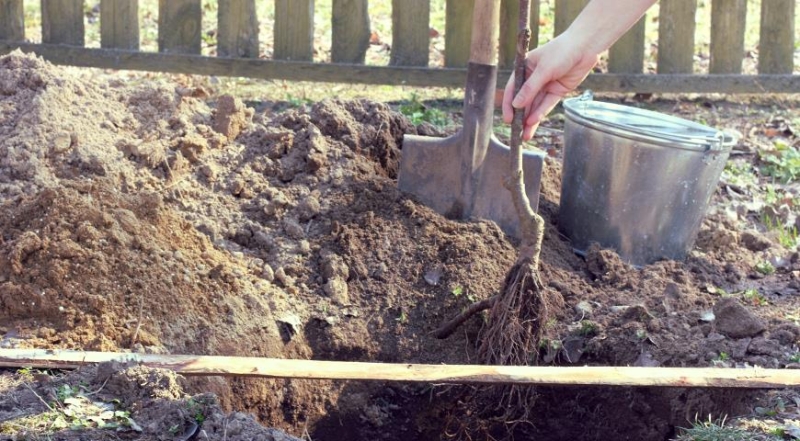Wie pflanzen Sie einen Apfelbaum richtig?