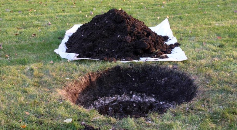 Wie pflanzen Sie einen Apfelbaum richtig?