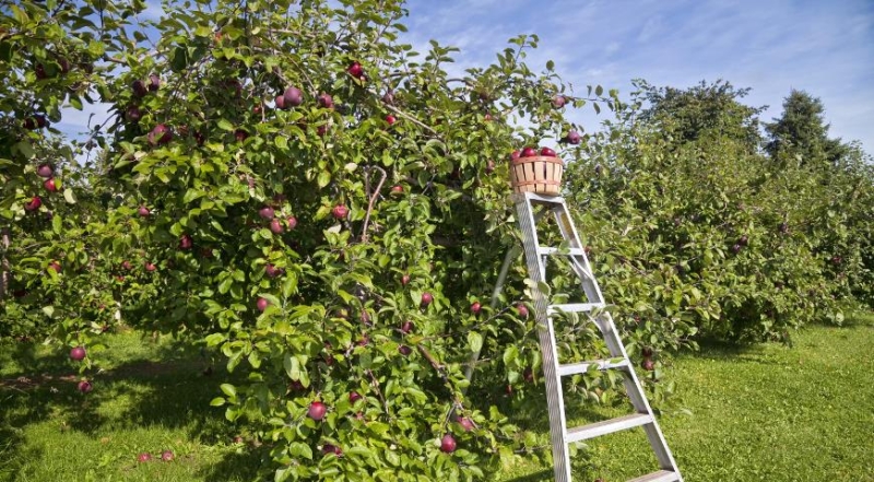 Wie pflanzen Sie einen Apfelbaum richtig?
