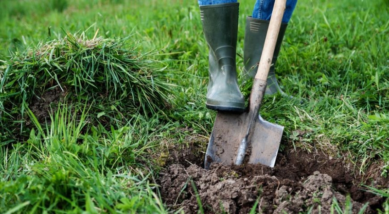 Wie pflanzen Sie einen Apfelbaum richtig?