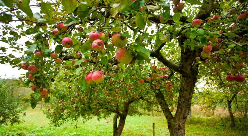 Wie pflanzen Sie einen Apfelbaum richtig?