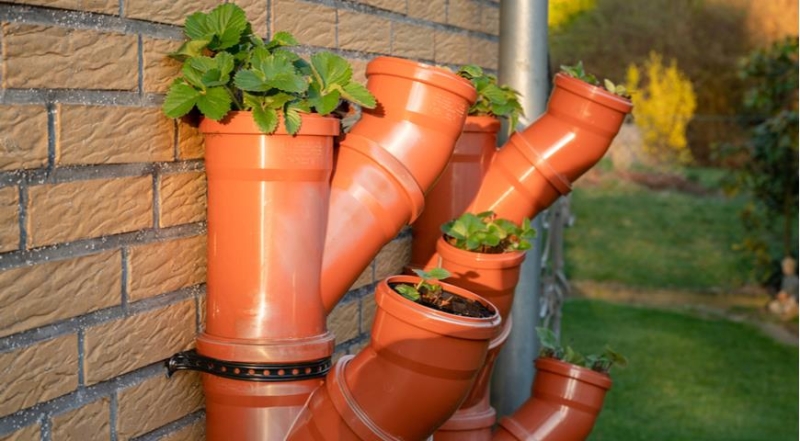 Wie man Erdbeeren in PVC-Rohren richtig anbaut