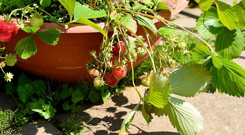 Wie man Erdbeeren in PVC-Rohren richtig anbaut