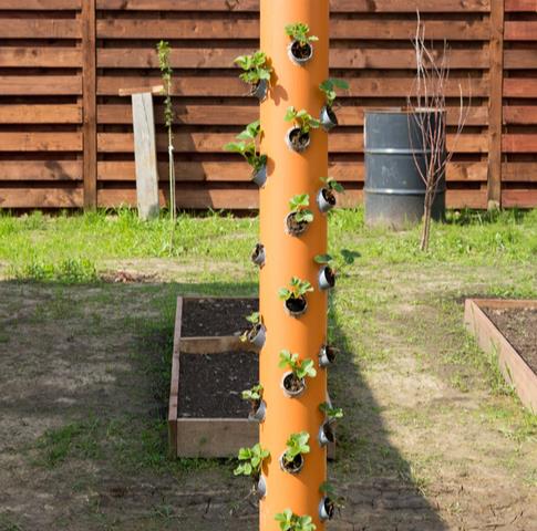 Wie man Erdbeeren in PVC-Rohren richtig anbaut