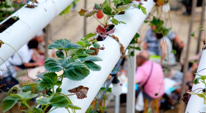 Wie man Erdbeeren in PVC-Rohren richtig anbaut