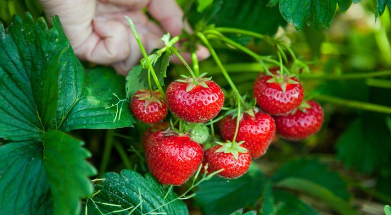Wie man Erdbeeren in PVC-Rohren richtig anbaut