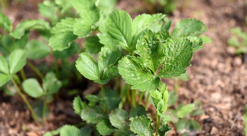 Wie Sie Erdbeeren im Frühjahr pflegen