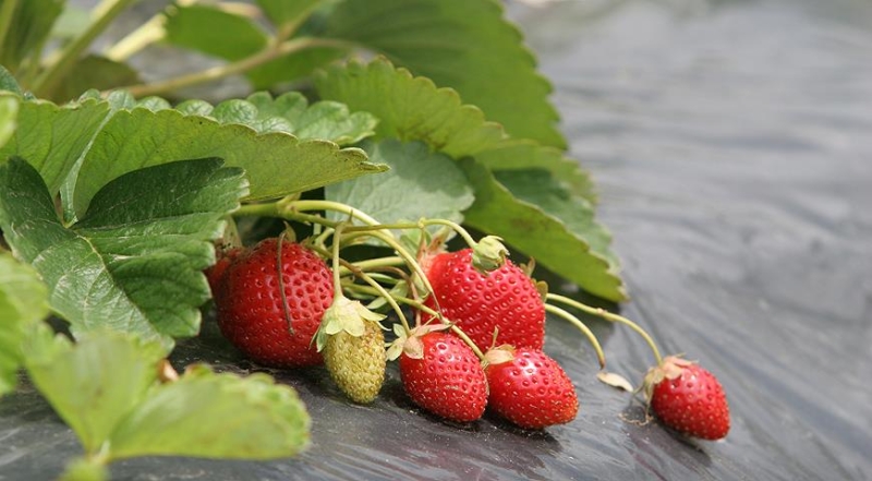 Wie Sie Erdbeeren im Frühjahr pflegen