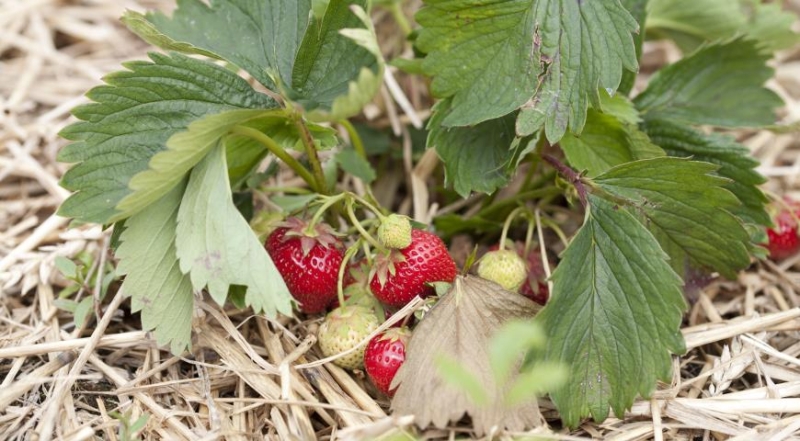 Wie Sie Erdbeeren im Frühjahr pflegen