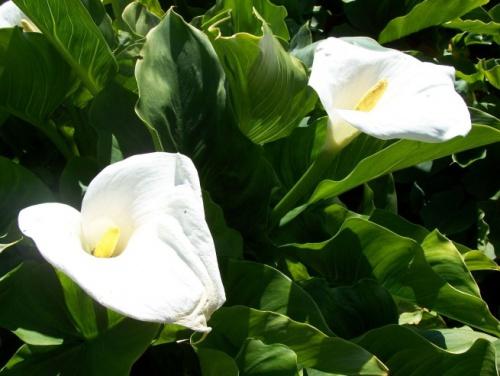 Calla: Pflege zu Hause und Besonderheiten der Pflanzung