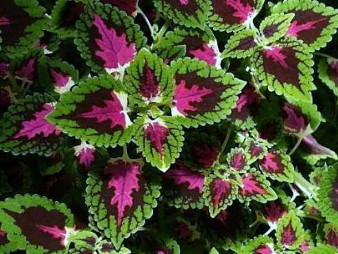 Coleus blumei und die Besonderheiten seines Anbaus