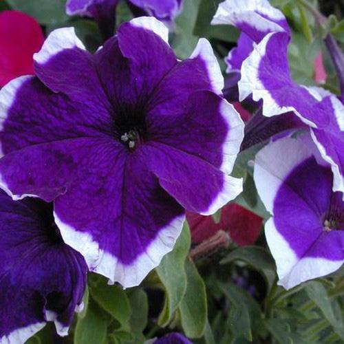 Königin des Gartens - Petunie Grandiflora