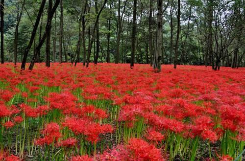 Lycoris: Pflege, Anbau, Umpflanzung