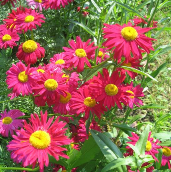 Das vielgestaltige Pyrethrum, auch Persische Kamille genannt