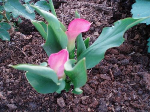 Besonderheiten der richtigen Pflege von Calla