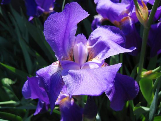 Das Pflanzen von Iris im Frühling ist keine einfache Sache...