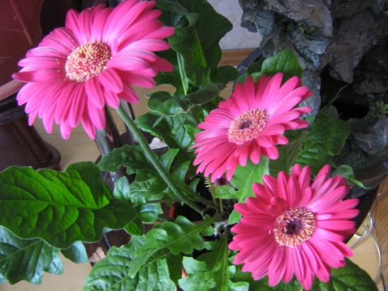 Geheimnisse der richtigen Pflege von Gerbera in Töpfen