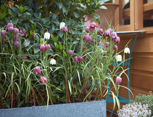 Geheimnisse des Erfolgs beim Anbau von Fritillarien