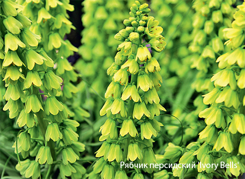Geheimnisse des Erfolgs beim Anbau von Fritillarien