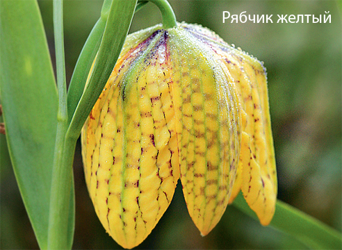 Geheimnisse des Erfolgs beim Anbau von Fritillarien