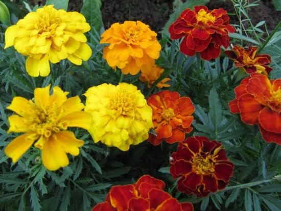 Schöne Tagetes heranziehen: Aussaat der Samen für die Setzlinge