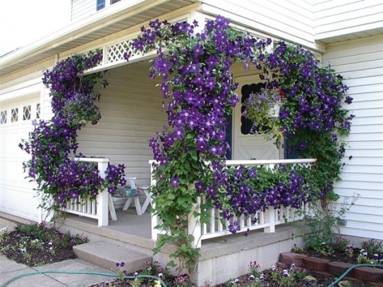 Wir ziehen den Gartenschmuck – Clematis