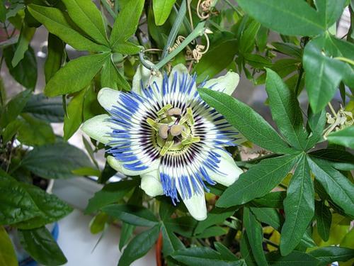 Anbau der blauen Passionsblume und ihre Pflege im Haushalt