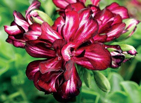 Anbau von Pelargonien zu Hause, ihre gesundheitlichen Vorteile